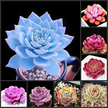 

free shipping 100pcs Echeveria - (Ni-shi-lian) - Flower SS