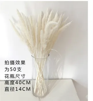 

50pcs Natural Phragmites Flowers Dried Grass Modern Home Decoration Wedding Decor Dried Flowers White Bouquet