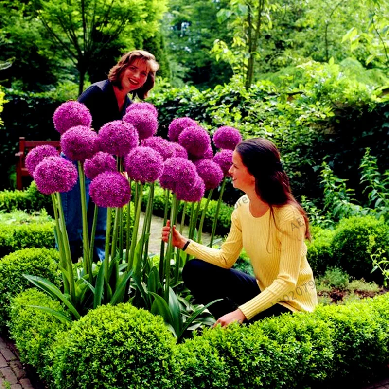 200 шт./пакет фиолетовый Giant Allium Giganteum, красивый цветок-бонсай садовое растение в уровень почкования 95% редкий цветок для детей