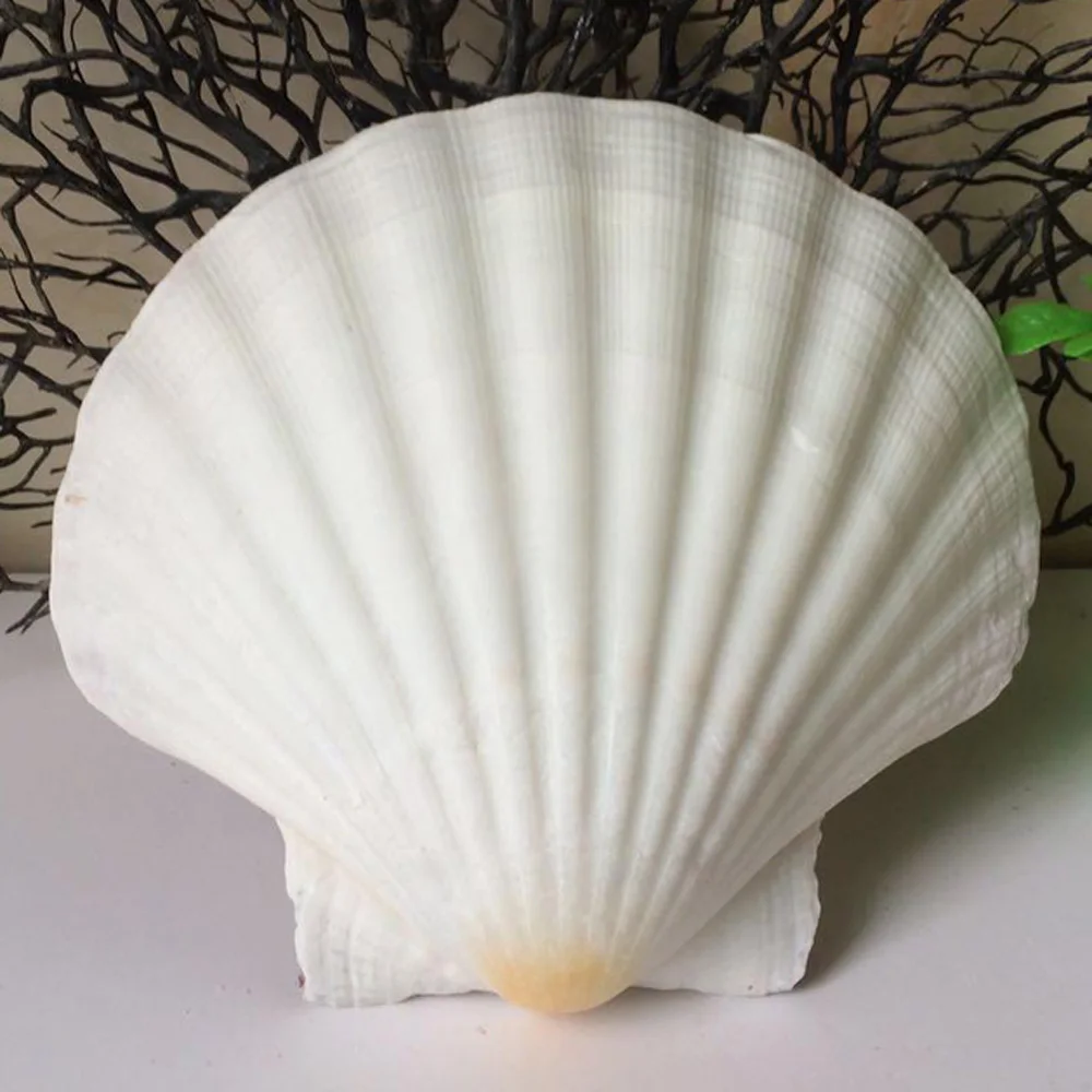 natural white Conch sea shell white scallop shell for fish tank decoration or gift 6pcs natural shell ornaments