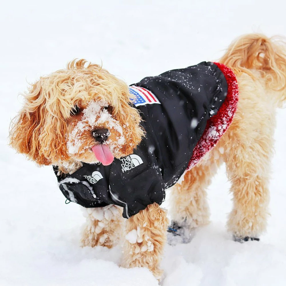 cavapoo_cooper - 1080w
