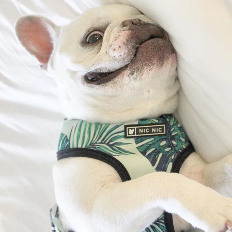 Harnais animal,Harnais pour chien bouledogue français,carlin,petit et moyen gabarit,laisse