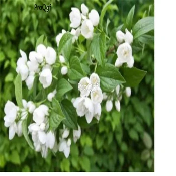 

Prodgf 500Pcs A Set Jasminum sambac