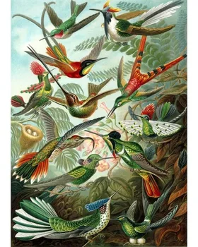 

DIY Digital Painting By Numbers Package Hummingbird oil painting mural Kits Coloring Wall Art Picture Gift frameless