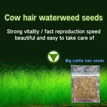 

Aquarium Plant Seeds For Decoration Fish Tank Water Grass Live Plant Fish Tank Decoration Fish Tank Plant Grass Decor