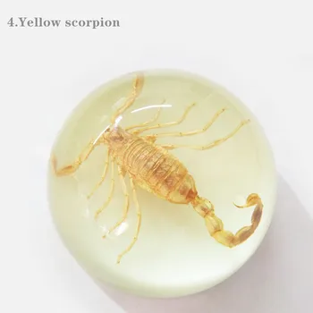 

scorpion specimen paperweight Taxidermy Collection embedded In Clear Lucite Block Embedding Specimen