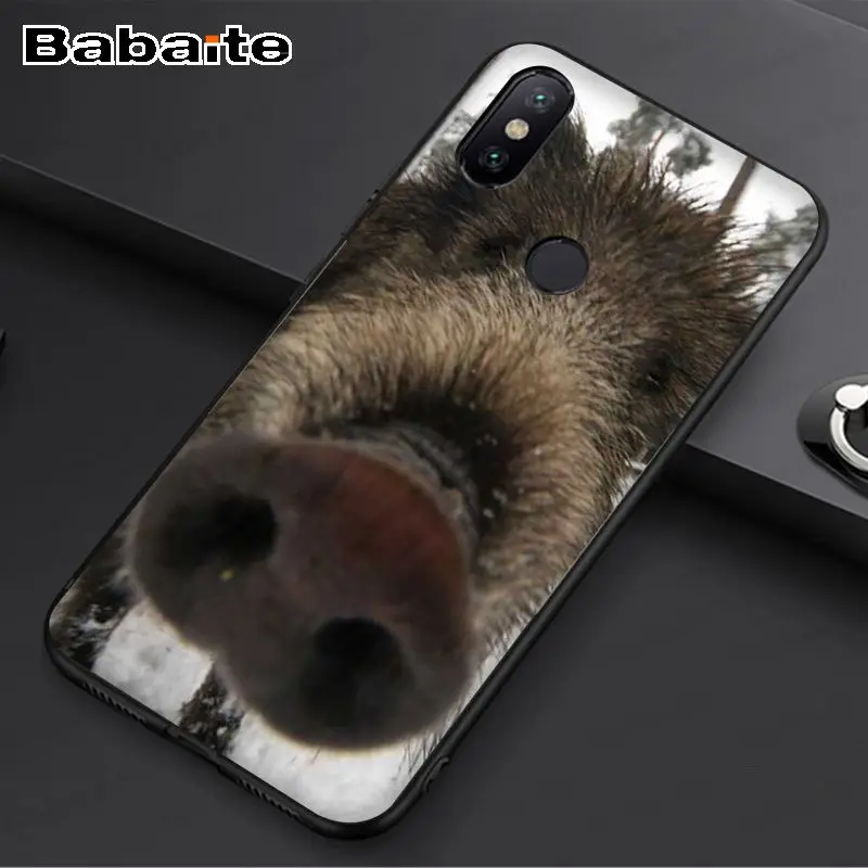 Wild Boar pig animal