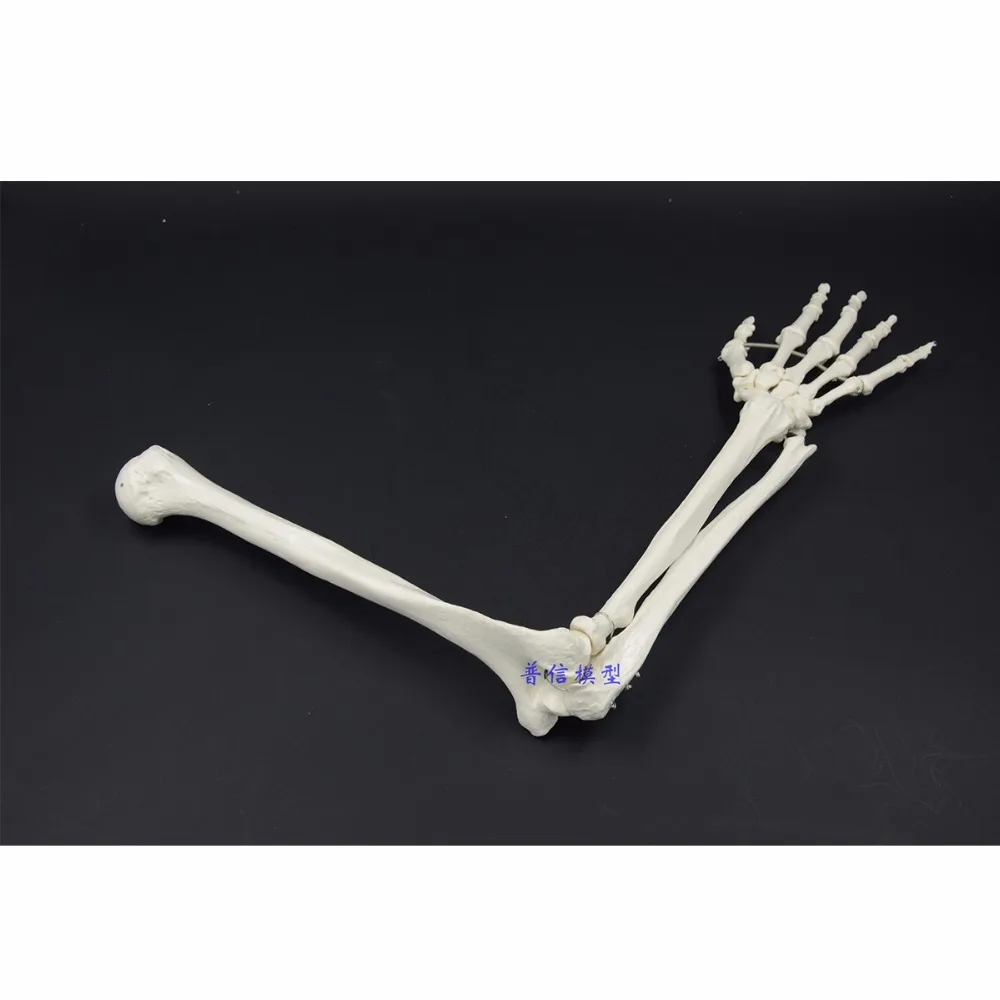 4D 1:1 модель кости человека костная рука взрослого человека верхней конечности костной руки и радиус костной руки медицинская наука школьные учебные принадлежности