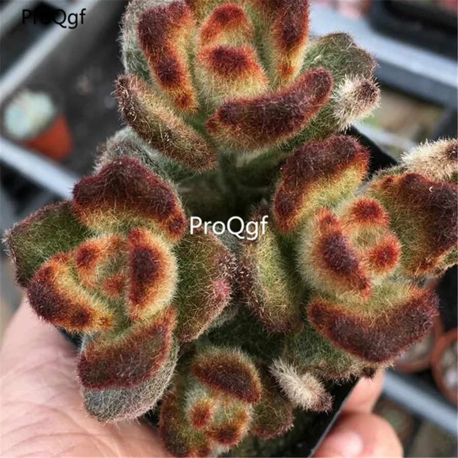 Ngryise 1 шт. набор teddyy bear succulent