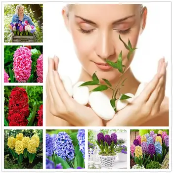 

Plant Mask Hyacinth Phalaenopsis Essence Masks 200Pcs AQ-01