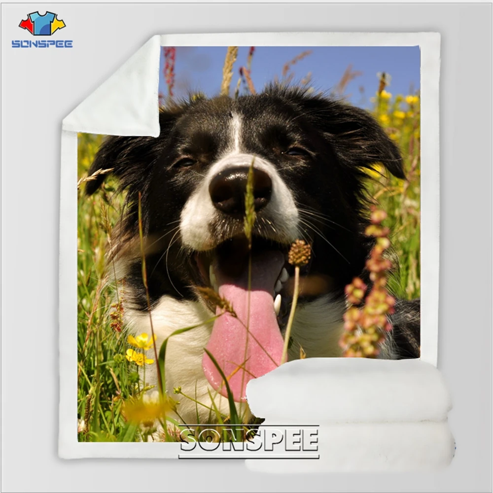 Border Collie 14