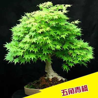 maple (4)