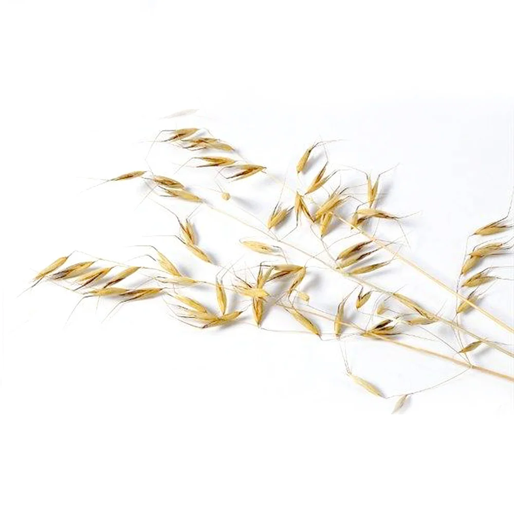 50pcs-natural-color-dried-natural-flower-bouquets-natural-dried-ear-of-oats-bouquets-oats-ear-bunches (1)