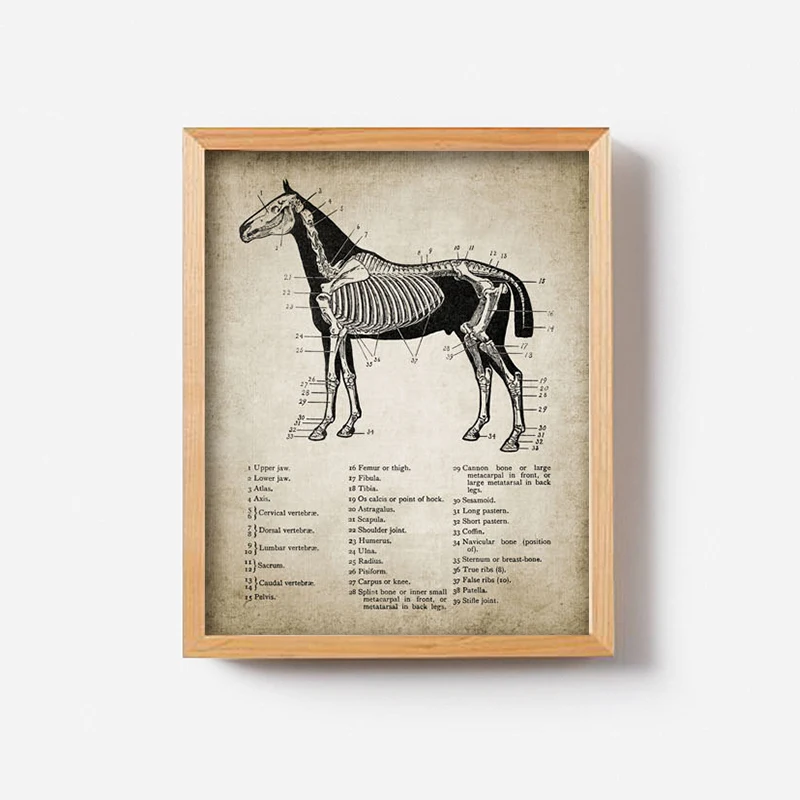 Vintage-Horse-Anatomy-Canvas-Posters-Print-Horse-Anatomy-Illustration-Wall-Art-Painting-Equestrian-Pictures-Home-Room (1)