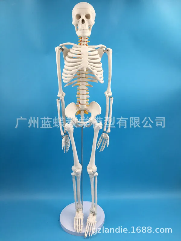 

85CM Human Skeleton of Intervertebral Disc And Spine Neural Model 85 Centimeters Bone Spine Bone Specimen