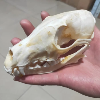 

Real Skull Red Fox, Silver Fox, Cross Fox Skull Specimen Animal Bone Skull Crafts Christmas Decoration Gift