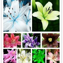 Лилия бонсай, дешевые духи Лилия Флорес, желтый, белый, красный, розовый, фиолетовый цветок лилии, садовые растения, различные сорта, 100 шт