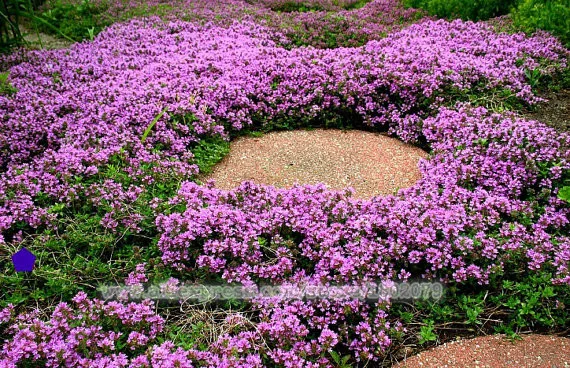 Новое домашнее садовое растение 400 шт. настоящий Thymus Serpyllum волшебный ковер ползучий Тимьян наземное покрытие травяные плантации, бонсай цветок P