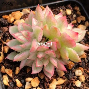 

Ngryise 2pcs a set Echeveria Mebina