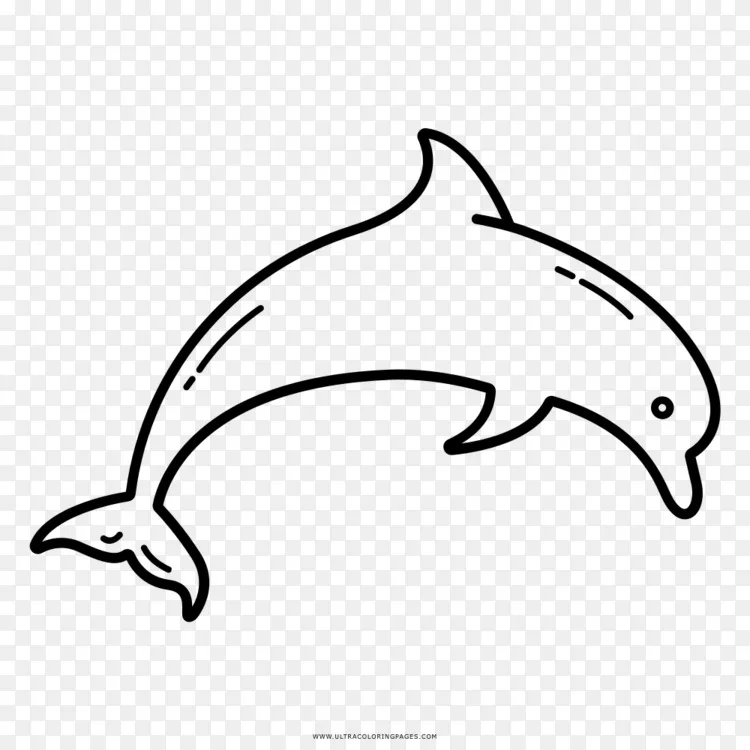 海豚画册黑白剪贴画 海豚png图片素材免费下载 图片编号 Png素材网