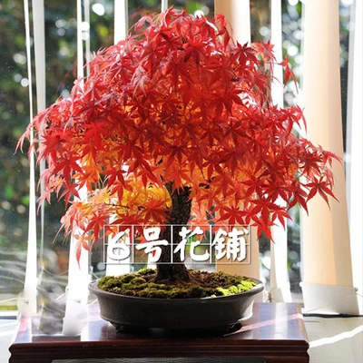 maple (10)