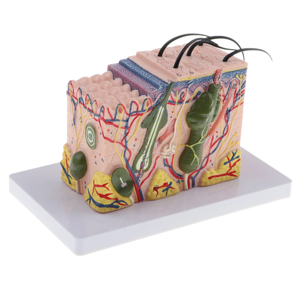 35X Magnified Human Skin Model  Dermatology Biology Teaching Aids