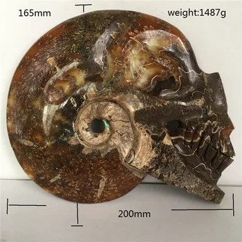 

Natural Ammonite Fossil Specimen Hand Carved Skull Ammolite Ocean Animal Snail Conch Madagascar Original Specimen Mineral