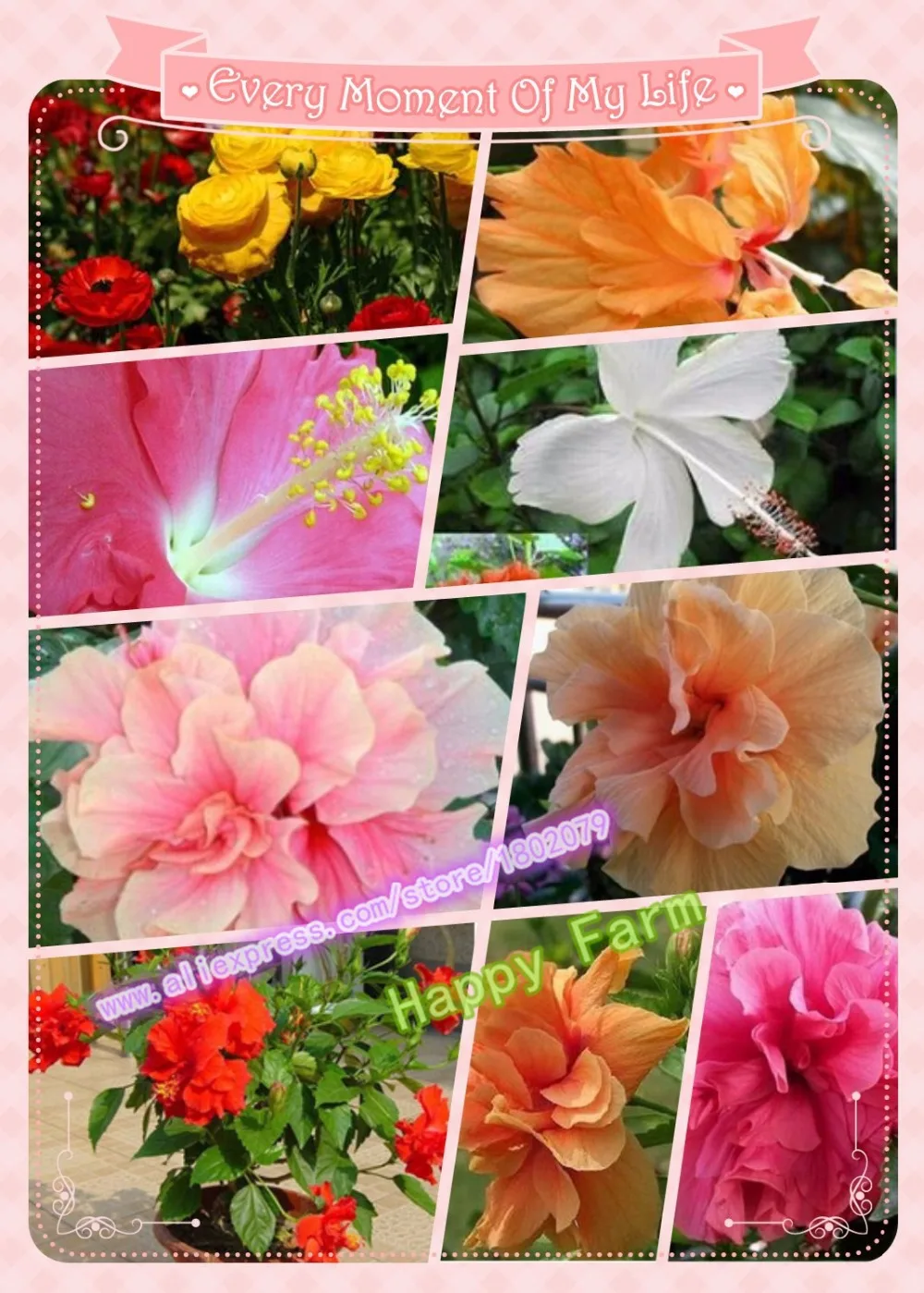 200 шт карликовые деревья гибискуса 24 цвета для выбора гибискуса ROSA-SINENSIS Цветочные растения для дома и сада