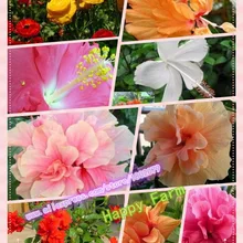 200 шт карликовые деревья гибискуса 24 цвета для выбора гибискуса ROSA-SINENSIS Цветочные растения для дома и сада