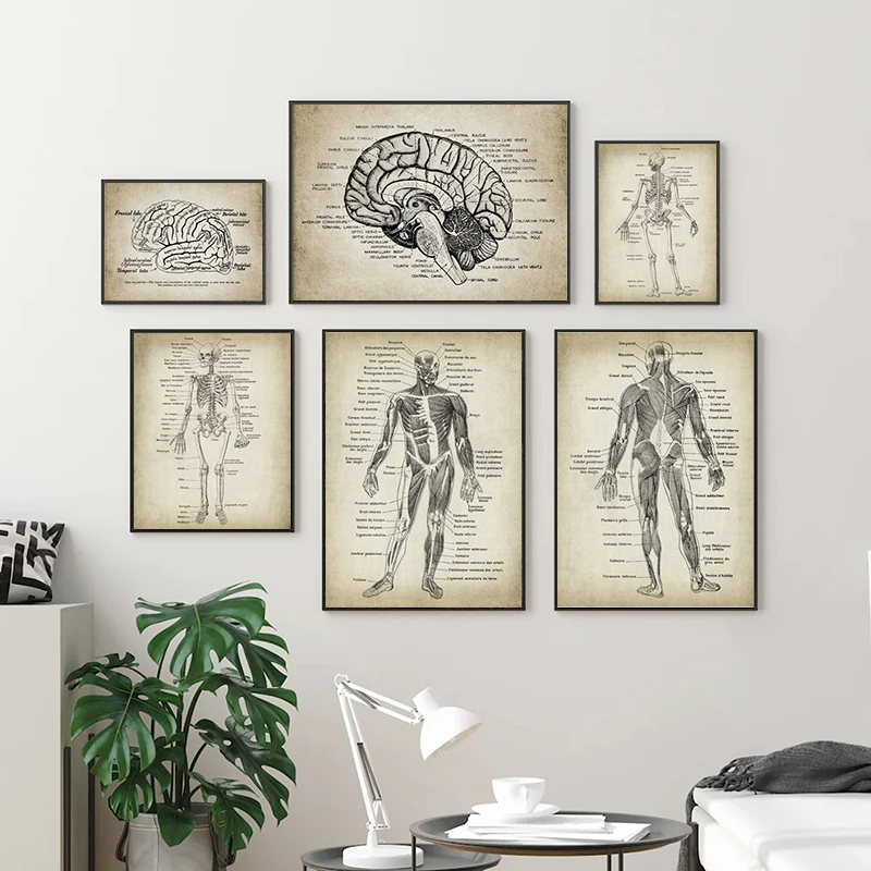 Human Anatomy Science Vintage Posters Art Prints , Medical Anatomy Canvas Painting Medical Doctor Clinic Wall Pictures Decor