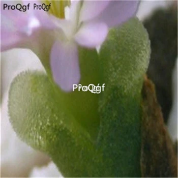 

Ngryise 100pcs Conophytum devium ssp stiriferum