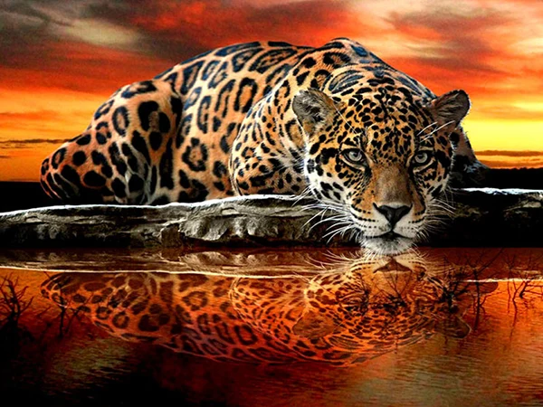 

5D DIY Diamond Painting Leopard Painted Cartoon Animal Mosaic Embroidery Cross stitch Embroidery Crafts Decoration home decor