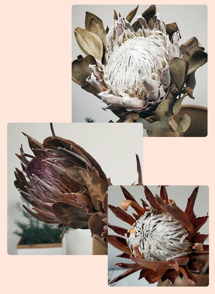 Flores secas de marigold real, flor peão, espécime botânico decorativo, gel  do gotejamento, materiais DIY, 12pcs - AliExpress