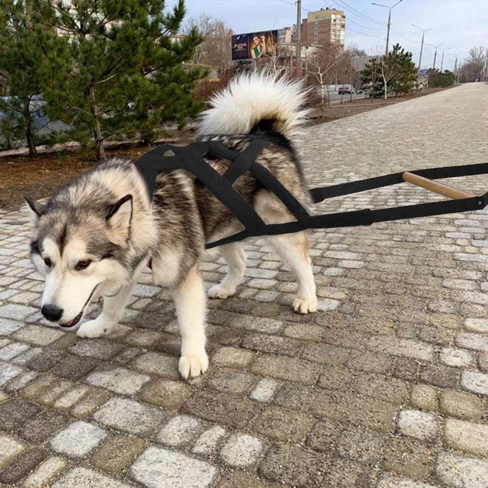 leve, para cães de médio e grande