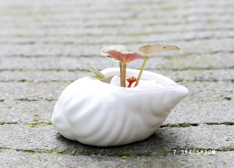6 шт. креативный мини мясистый цветочный горшок белая раковина раковины океан цветочный горшок для суккулентных растений керамическое украшение стола