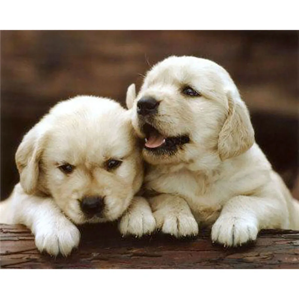 5D DIY Full Diamond Painting Mosaic Cross Stitch Two White Dogs Embroidery Decoration | Дом и сад