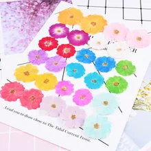 Douyin INS Wind Маникюр сушеный цветок стерео сушеный цветок роза пять лоскутов настоящие цветы сливы украшения для ногтей