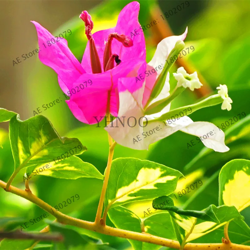 103pcs Bougainvillea Spectabilis Willd Bonsai Plant Garden Bougainvillea Plants Flower Plantas - Цвет: 14