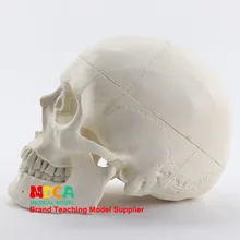 1: 1 медицина с высококлассной моделью черепа человека анатомический образец черепа кость нейронная модель Mtg004