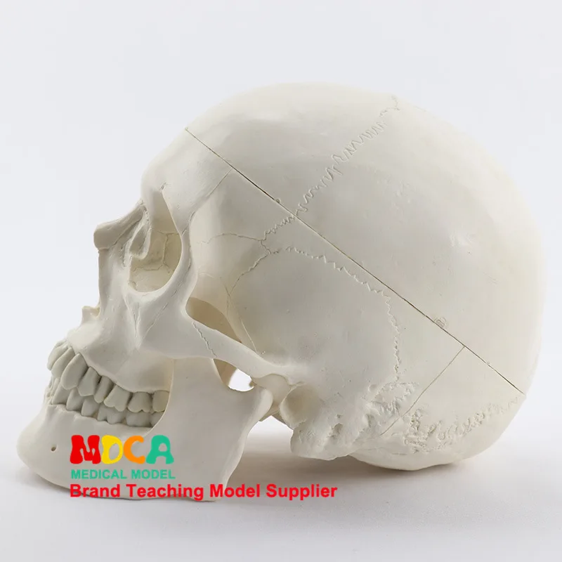 

1: 1 Medicine with High-End Human Skull Model Skull Anatomical Specimen Bone Neural Model Mtg004