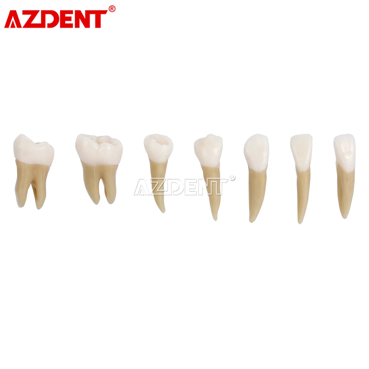 Adult Teeth Model 28pcs 1:1 Permanent Teeth Dental Model ZYR-7008 Resin School Teaching Equipment