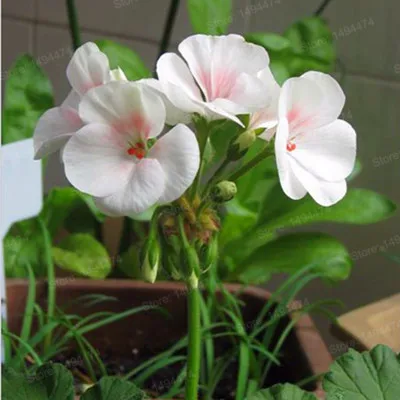 100 шт./пакет Разноцветные Цветок герани flores бонсай растения красивые цвета радуги с цветочным рисунком растения для дома и сада - Цвет: Темный хаки