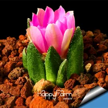 Новое поступление! 100 шт./упак. Фея суккуленты растения с защитой от радиации импортируется из кактусов Гибридный Сад бонсай цветения,# G5VYC4