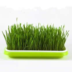 Seedling Tray Seed Starter Green Tray Double Layer Arc Soilless Cultivation For Gardening Bonsai Cat Grass Hydroponics 2022