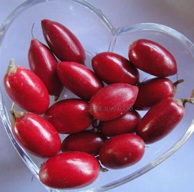 Горячая Распродажа! 20 шт Synsepalum Dulcificum/Чудо фрукты бонсай национальные сокровища драгоценных фруктов интересные декоративные растения