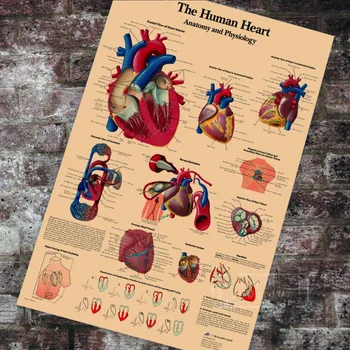 

Anatomy Pathology Anatomical The Human Heart Chart Classic Canvas Paintings Vintage Wall Posters Stickers Home Decor Gift