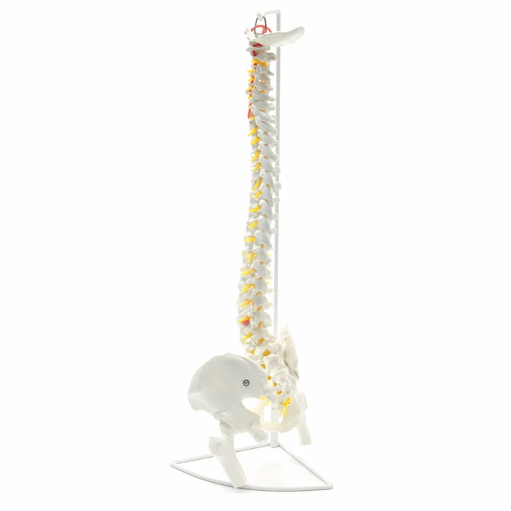 Professional-Human-Spine-Model-Flexible-Medical-Anatomical-Chiropractic-W-Stand (5)