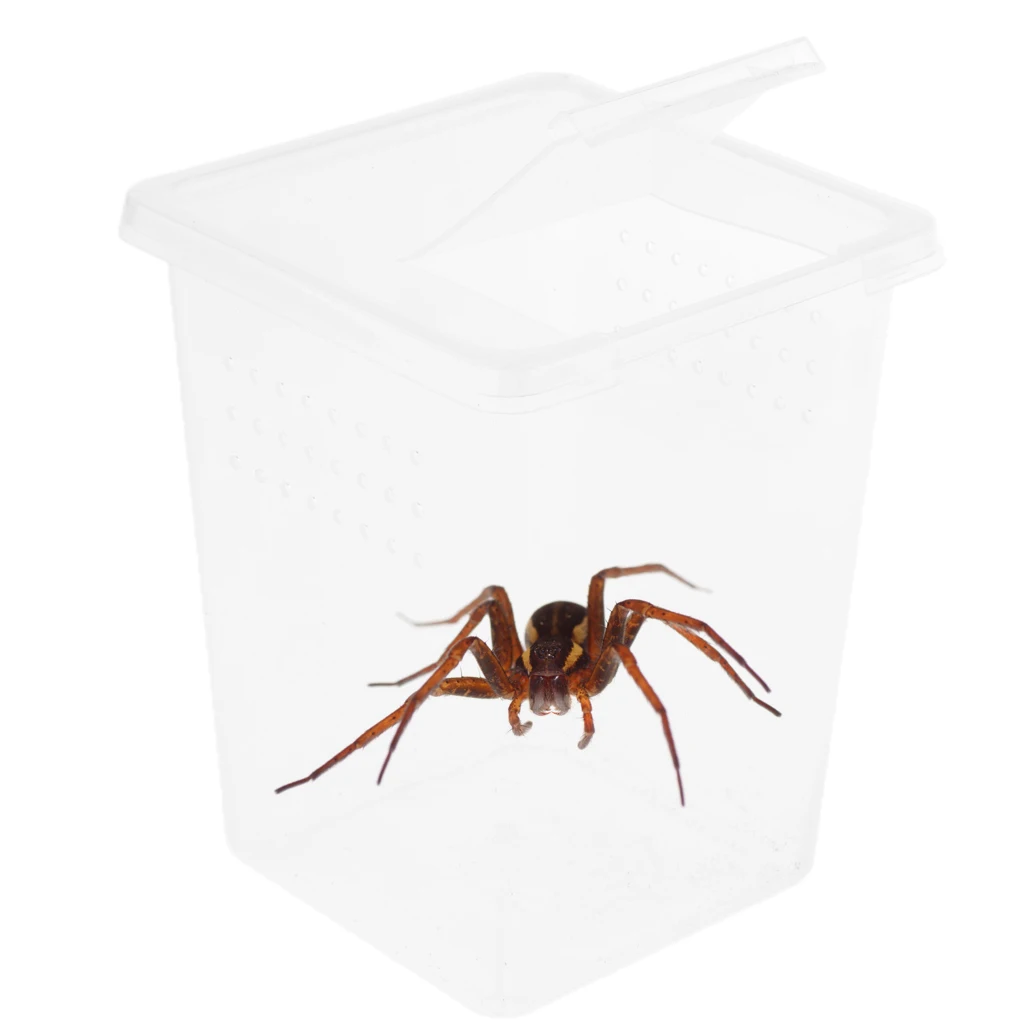 Plastic Insect Spider Habitat Feeding Box Case Container Tank Transport Case Hatching Tank