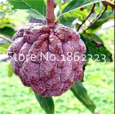 20 шт. Soursop бонсай фрукты, Graviola Annona муриката сладкий СОП вкусные фрукты бонсай сахар яблоко Annona дерево растение в бонсай - Цвет: 19
