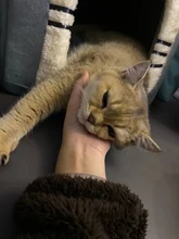 Bed-Mat Basket Kennel Sofa Dog-House Cat-Nest Puppy Cave Foldable Small Chihuahua Pet-Products